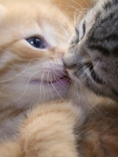 Kisses Myspace Comments