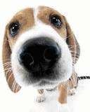 Animated Pictures Myspace Comments
